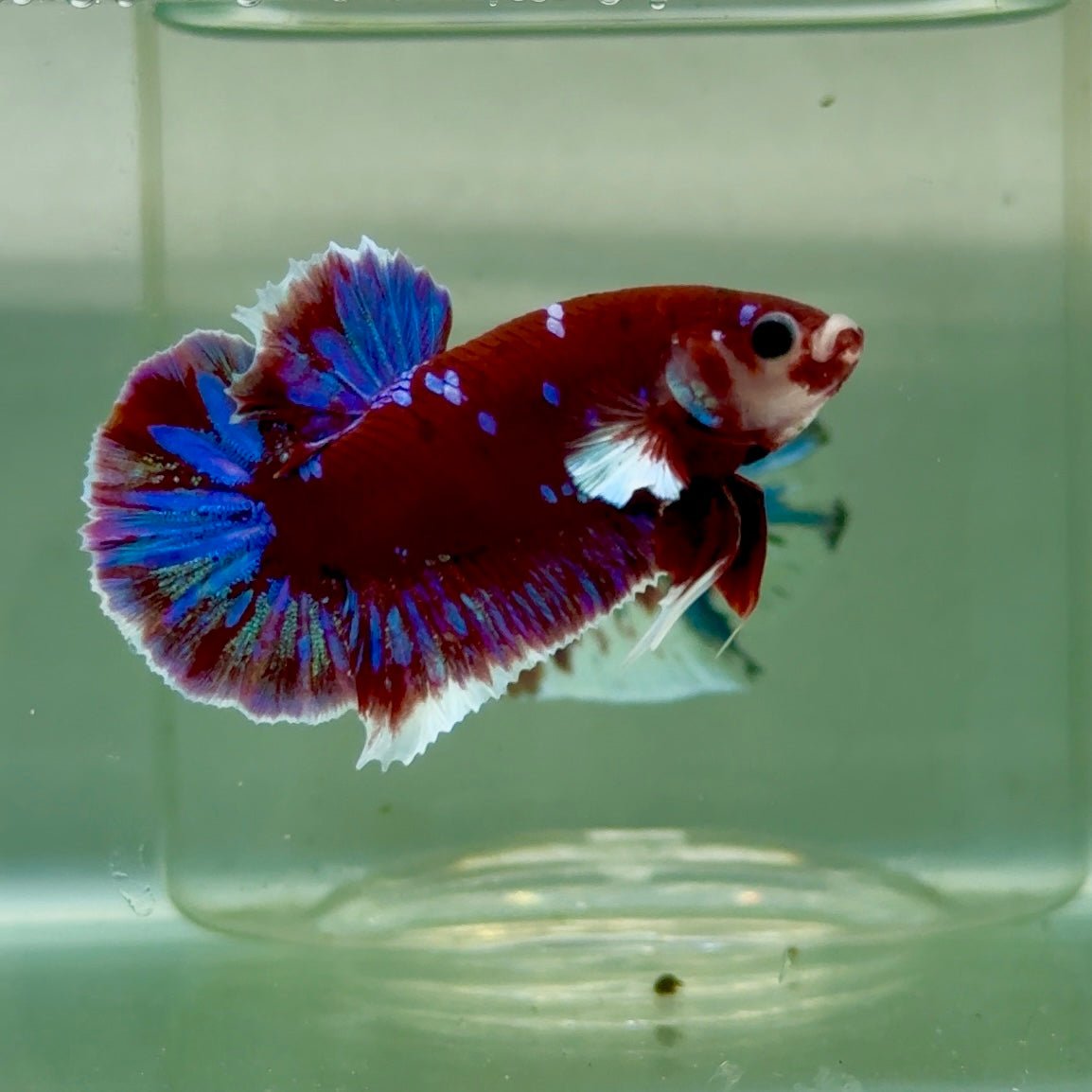 Plakat Red Gold Galaxy Male Betta #Jul28