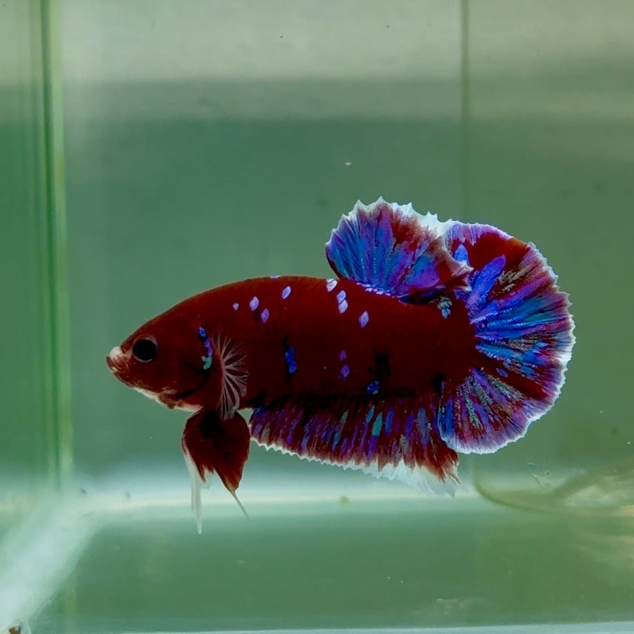 Plakat Red Gold Galaxy Male Betta #Jul28