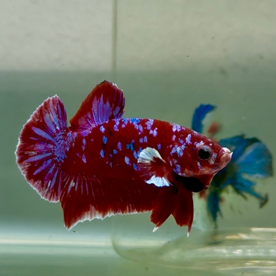 Plakat Red Gold Galaxy Male Betta #Jul29