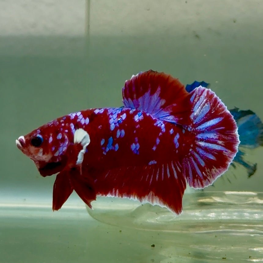 Plakat Red Gold Galaxy Male Betta #Jul29