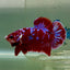 Plakat Red Gold Galaxy Male Betta Jul29 Male betta