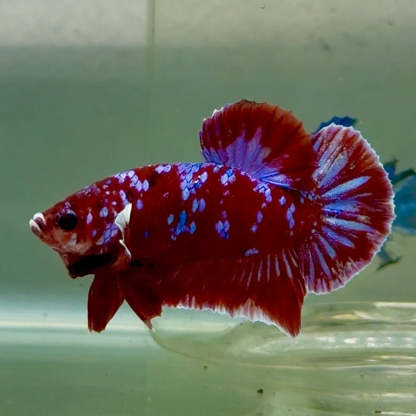 Plakat Red Gold Galaxy Male Betta #Jul29