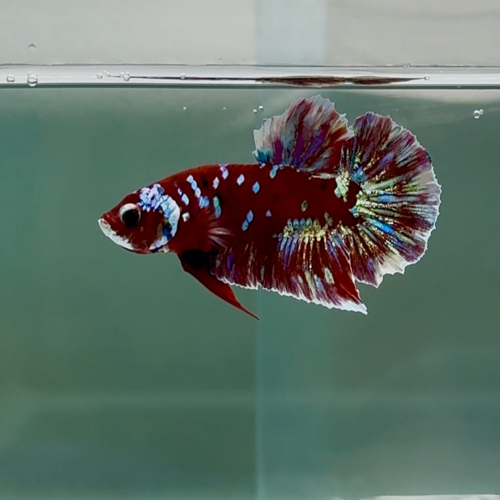 Plakat Red Gold Galaxy Male Betta #Se15