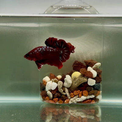 Plakat Red Gold Samurai Male Betta J53