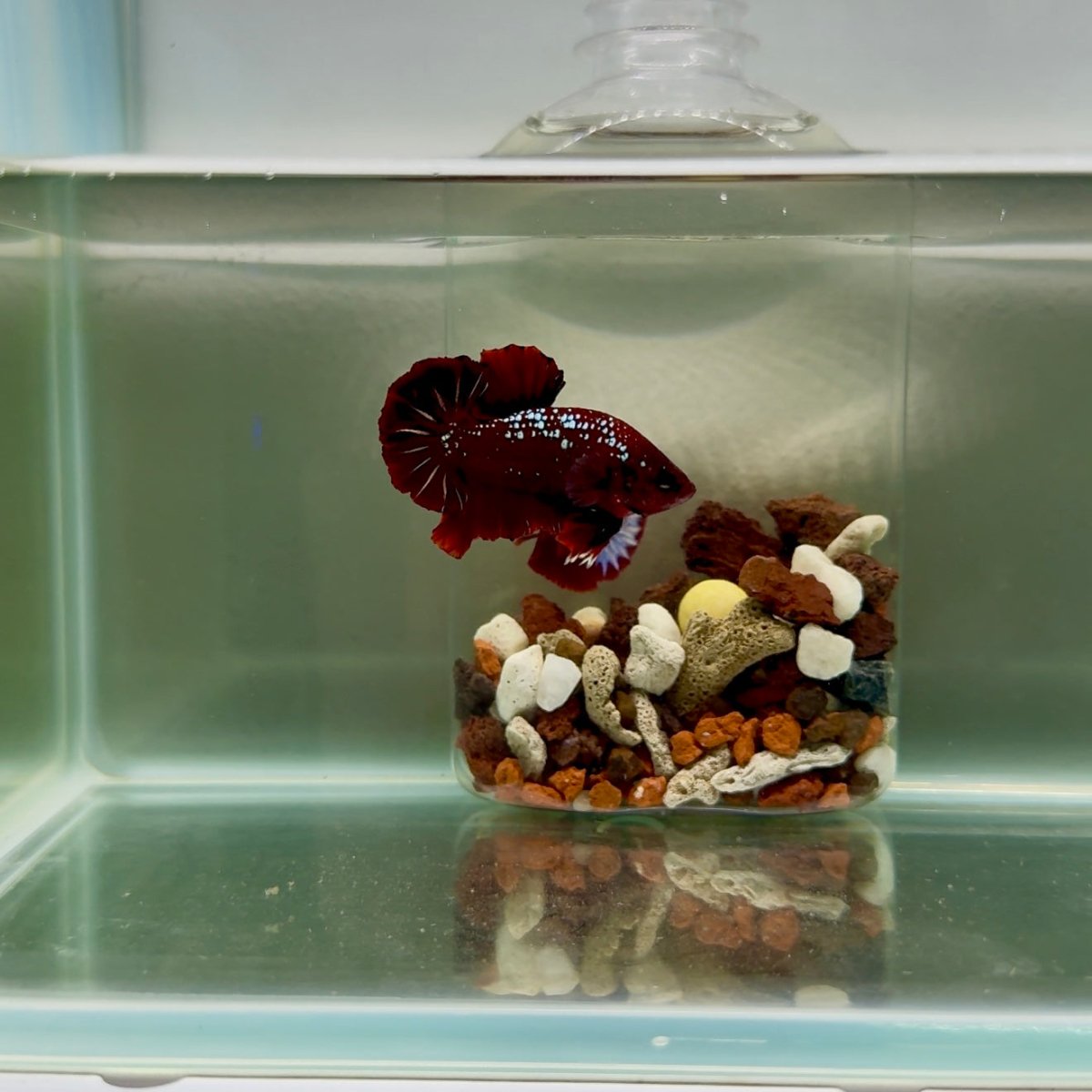 Plakat Red Gold Samurai Male Betta J53