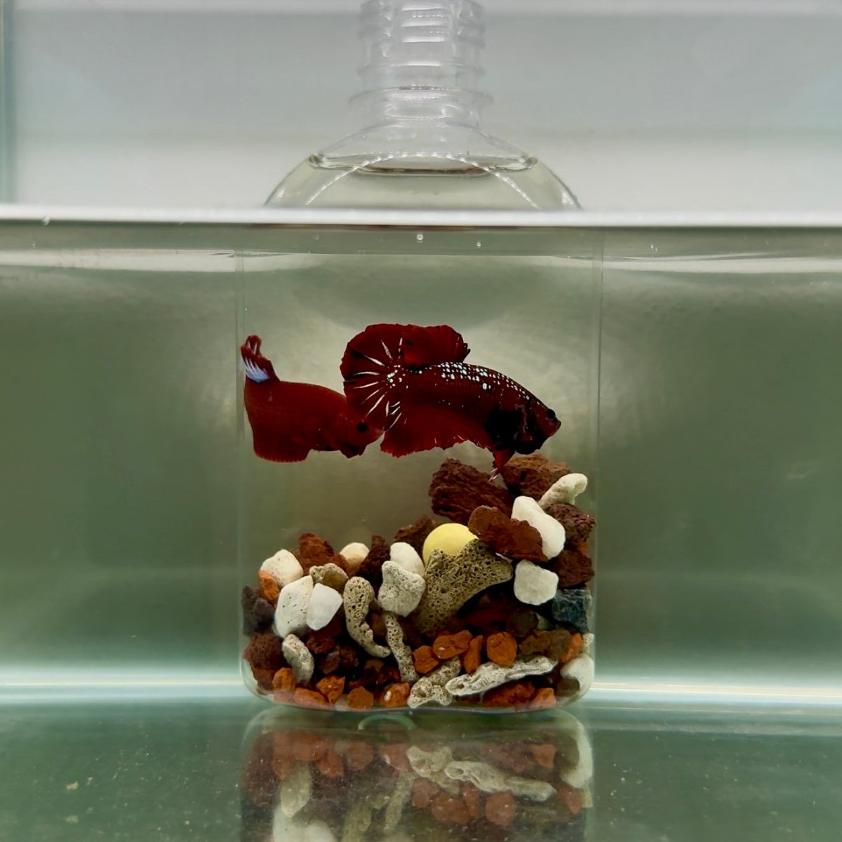 Plakat Red Gold Samurai Male Betta J53