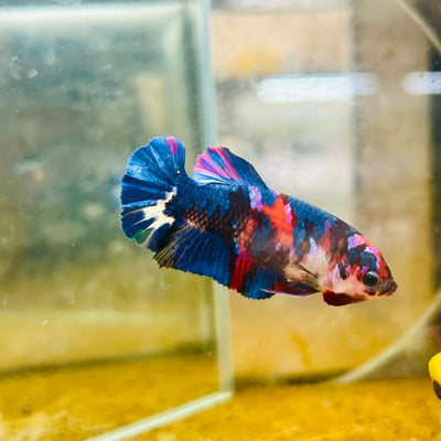 Plakat Red Koi Candy Female Betta A204 Female betta