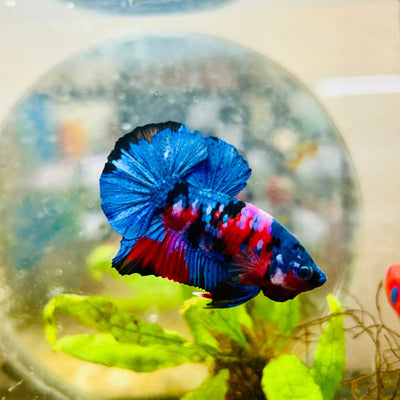 Plakat Red Koi Candy Male Betta 008 Live Betta Fish Male betta