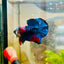 Plakat Red Koi Candy Male Betta 008 Live Betta Fish Male betta