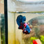 Plakat Red Koi Candy Male Betta 008 Live Betta Fish Male betta