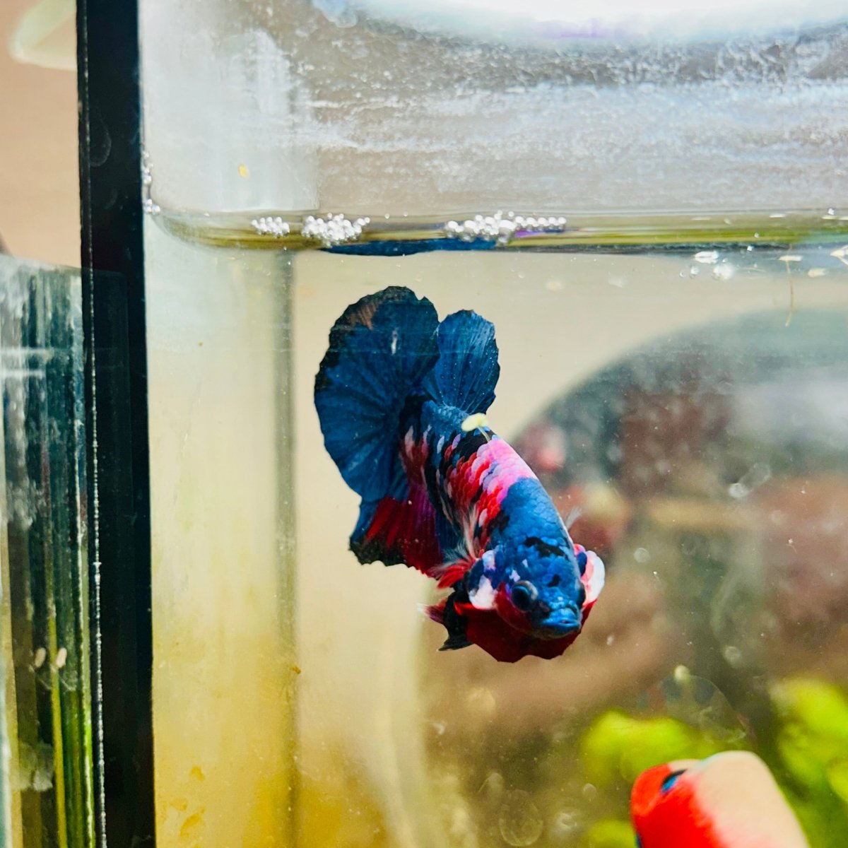 Plakat Red Koi Candy Male Betta 008 Live Betta Fish Male betta