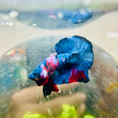 Plakat Red Koi Candy Male Betta 008 Live Betta Fish Male betta