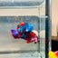Plakat Red Koi Candy Male Betta 036 Live Betta Fish Male betta