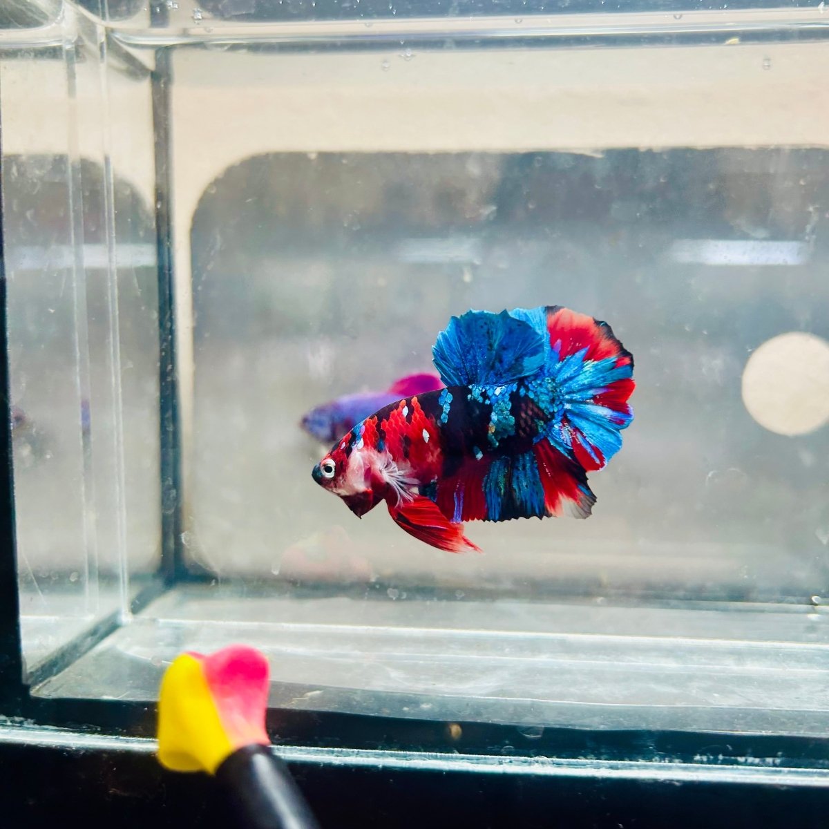 Plakat Red Koi Candy Male Betta 036 Live Betta Fish Male betta