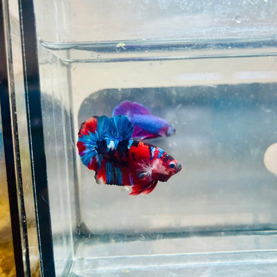 Plakat Red Koi Candy Male Betta 036 Live Betta Fish Male betta
