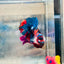 Plakat Red Koi Candy Male Betta 036 Live Betta Fish Male betta