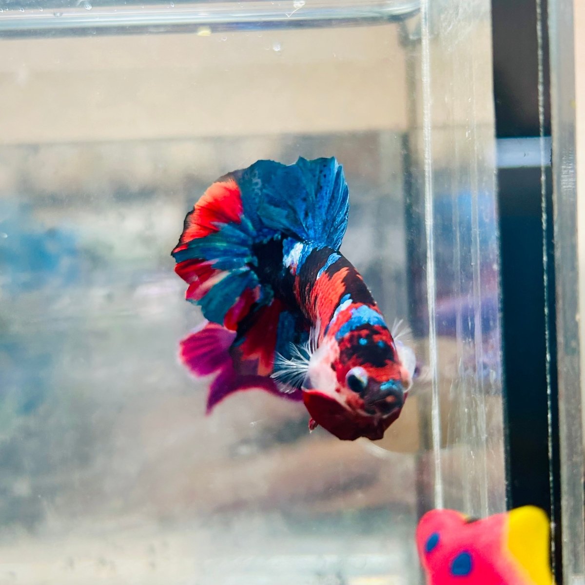 Plakat Red Koi Candy Male Betta 036 Live Betta Fish Male betta