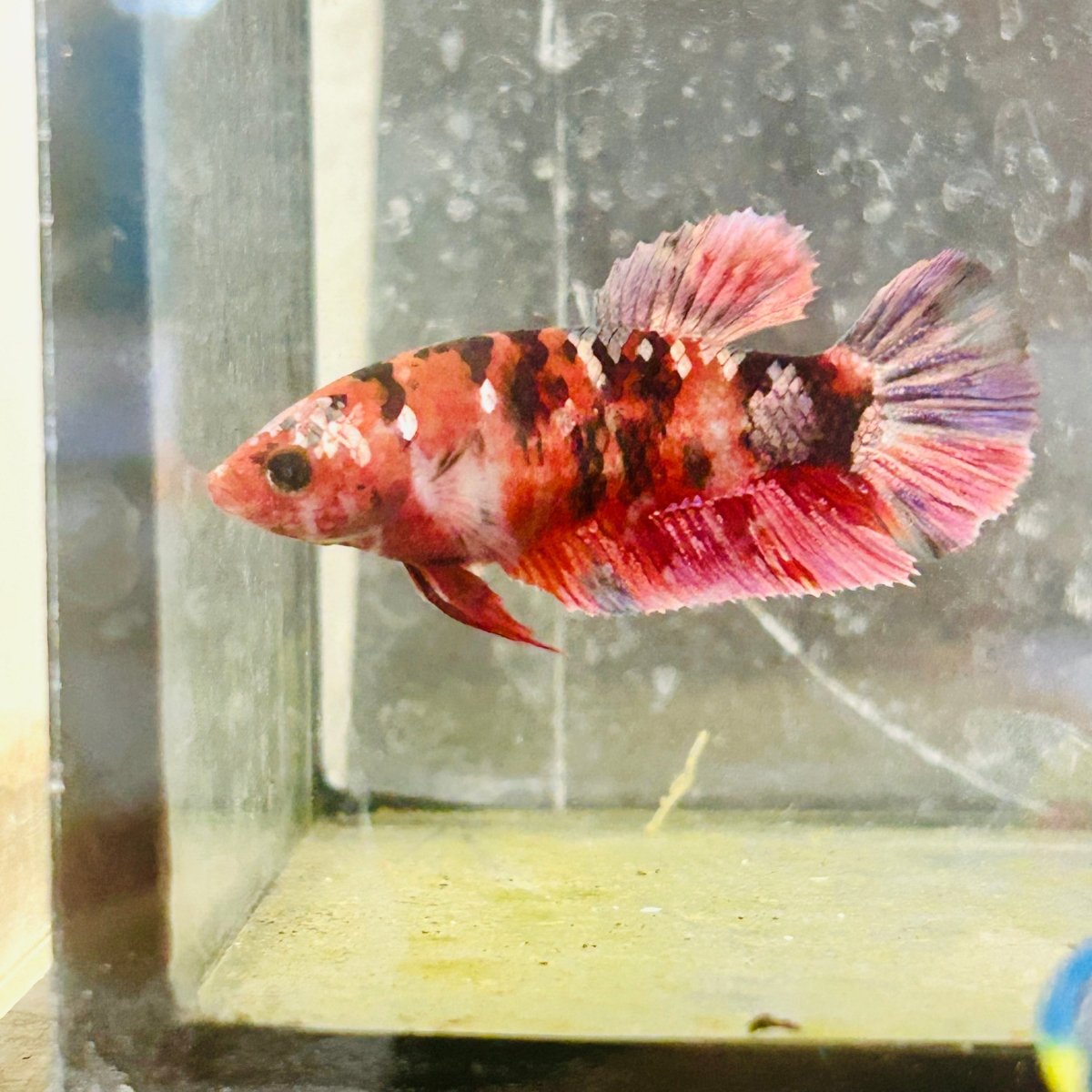 Plakat Red Koi Copper Female Betta 025