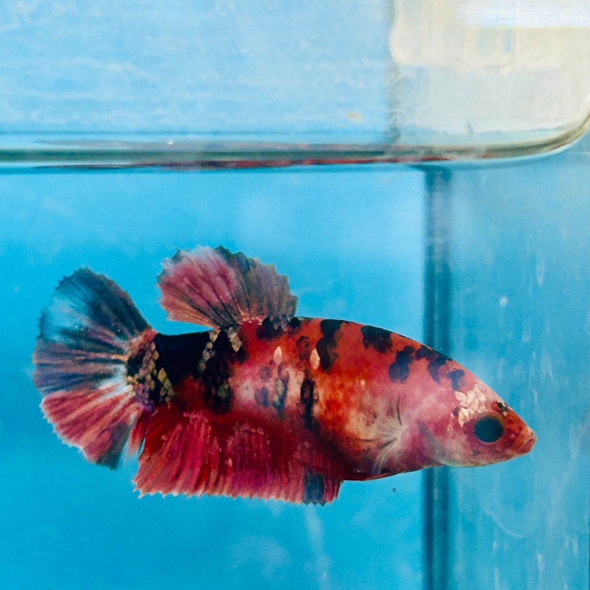 Plakat Red Koi Copper Female Betta 025