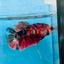 Plakat Red Koi Copper Female Betta 025