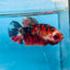 Plakat Red Koi Copper Female Betta 025