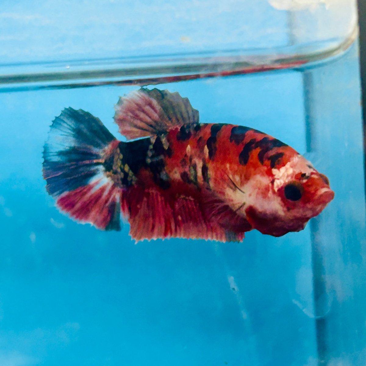 Plakat Red Koi Copper Female Betta 025