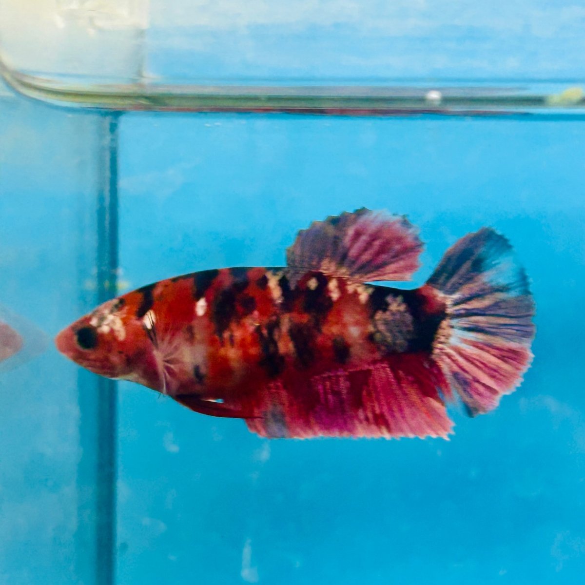 Plakat Red Koi Copper Female Betta 025