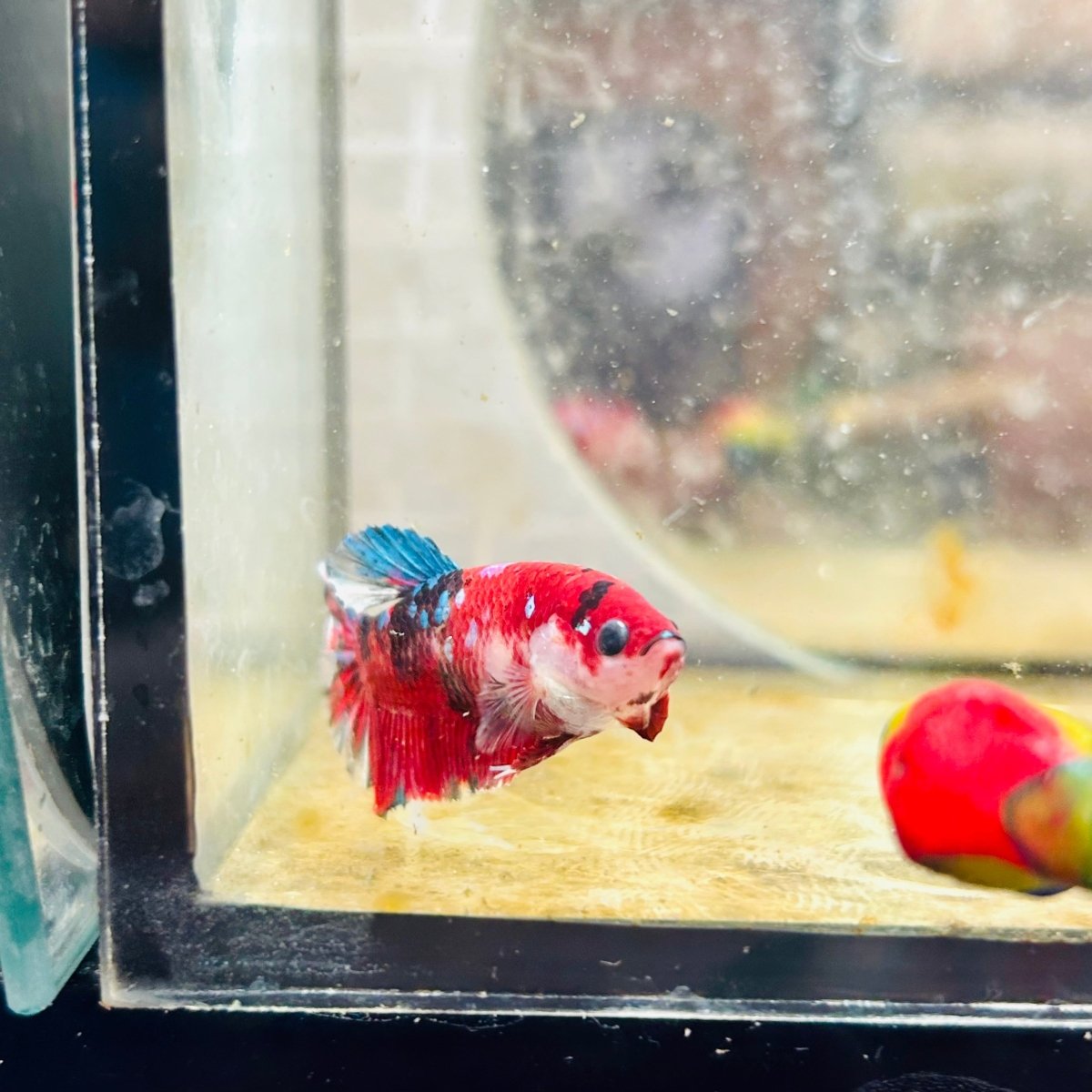 Plakat Red Koi Copper Female Betta 066