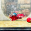Plakat Red Koi Copper Female Betta 066