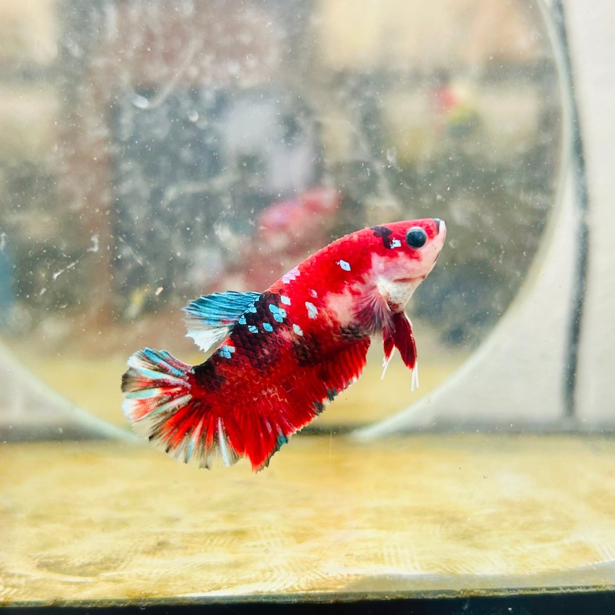 Plakat Red Koi Copper Female Betta 066