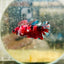 Plakat Red Koi Copper Female Betta 066