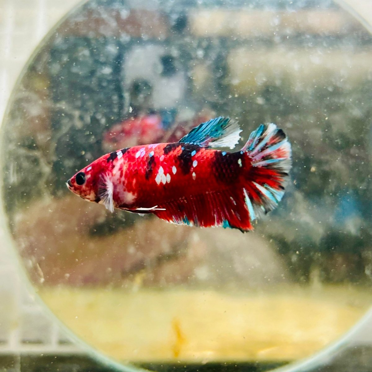 Plakat Red Koi Copper Female Betta 066