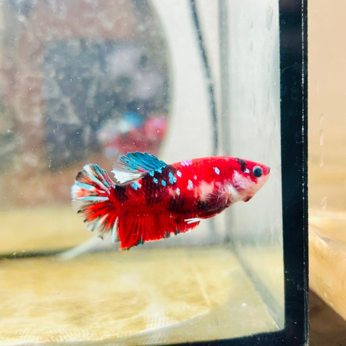 Plakat Red Koi Copper Female Betta 066