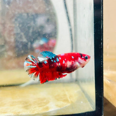 Plakat Red Koi Copper Female Betta 066