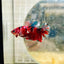 Plakat Red Koi Copper Female Betta 066