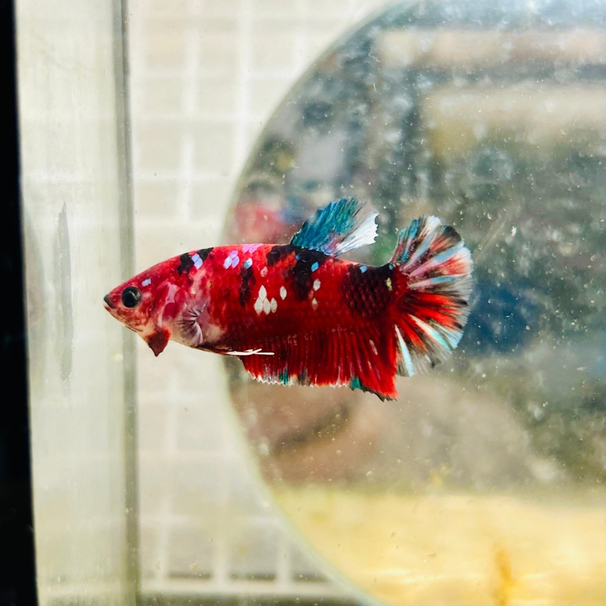 Plakat Red Koi Copper Female Betta 066