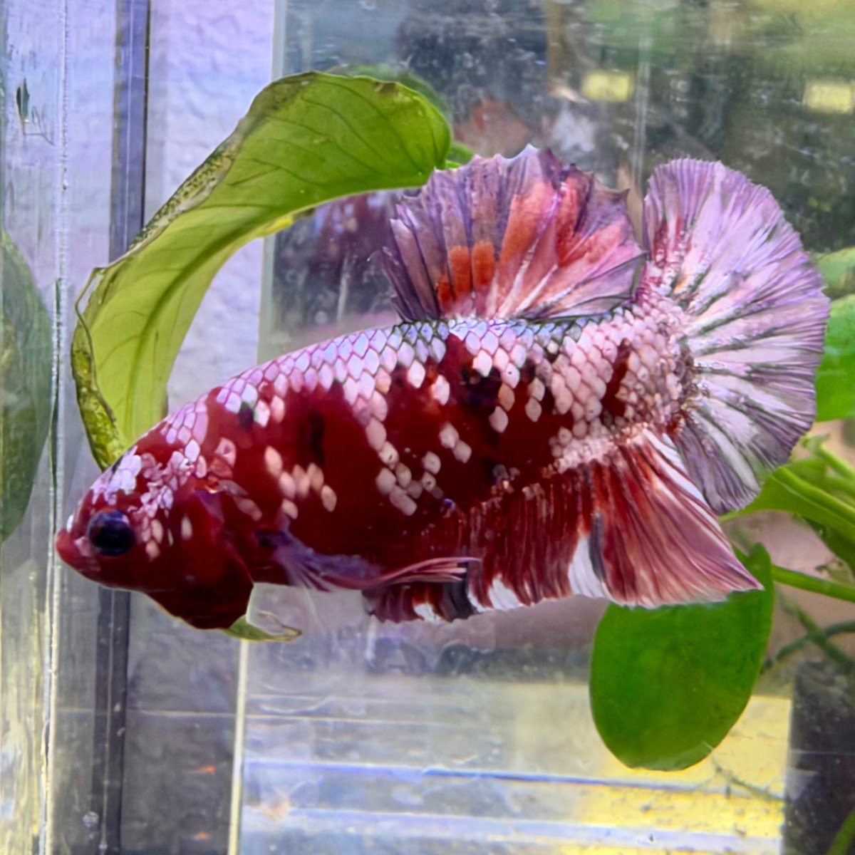 Plakat Betta Macho Morado y Rosa #025