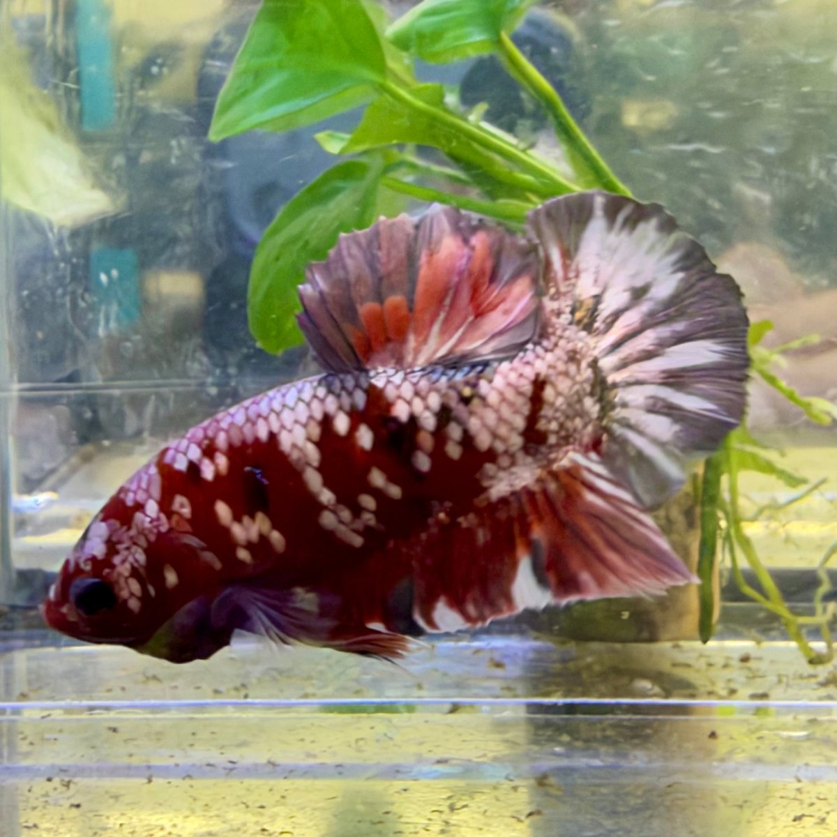 Plakat Betta Macho Morado y Rosa #025