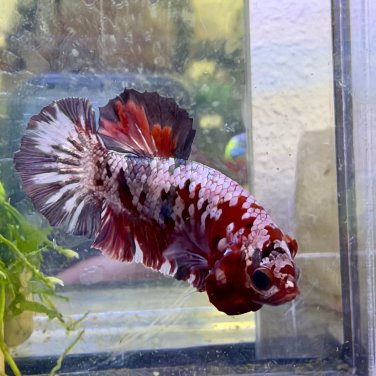 Plakat Betta Macho Morado y Rosa #025