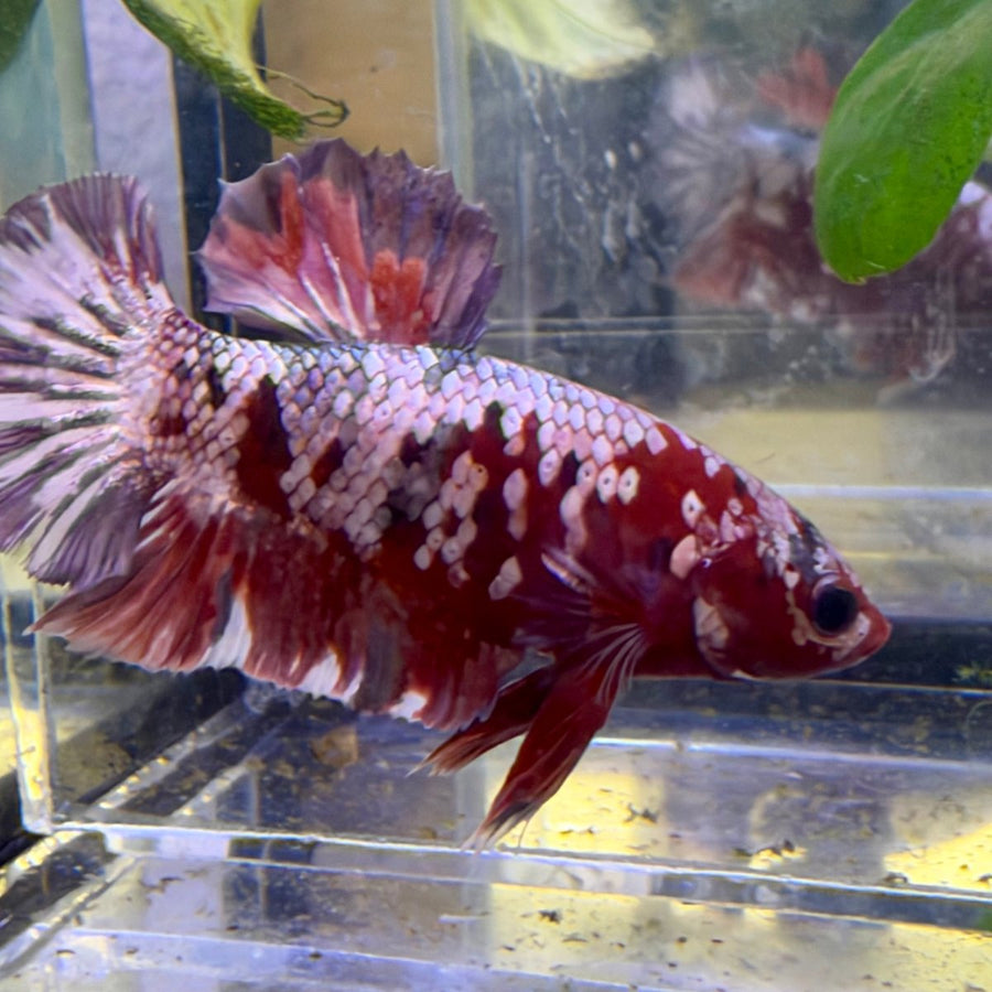 Plakat Red Koi Copper Male Betta #056 Live Betta Fish Male betta