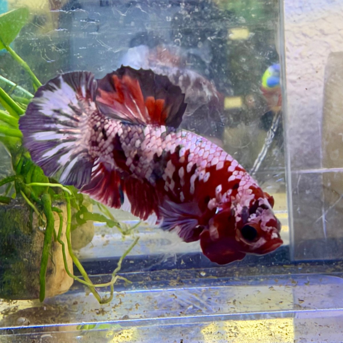 Plakat Betta Macho Morado y Rosa #025