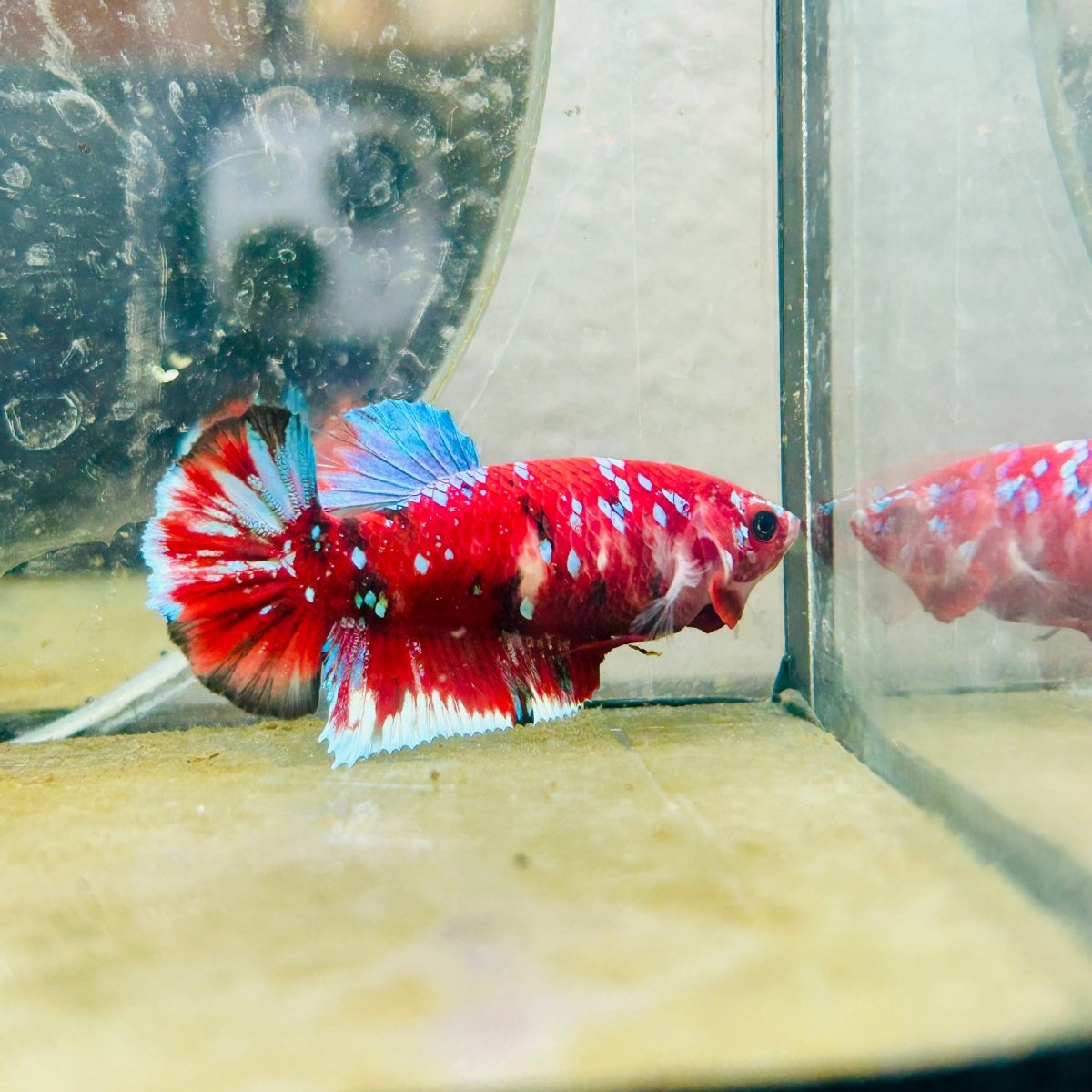 Plakat Red Koi Galaxy Female Betta 040