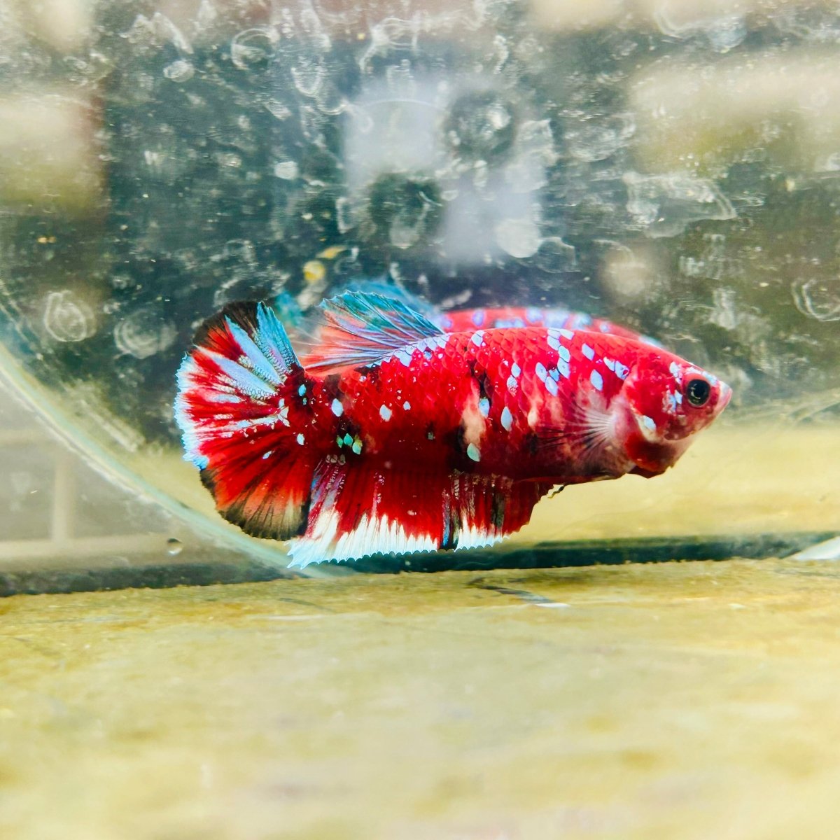 Plakat Red Koi Galaxy Female Betta 040