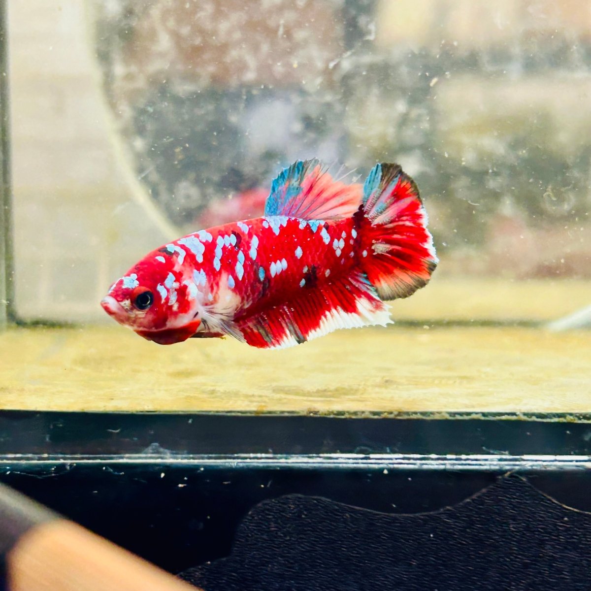 Plakat Red Koi Galaxy Female Betta 040