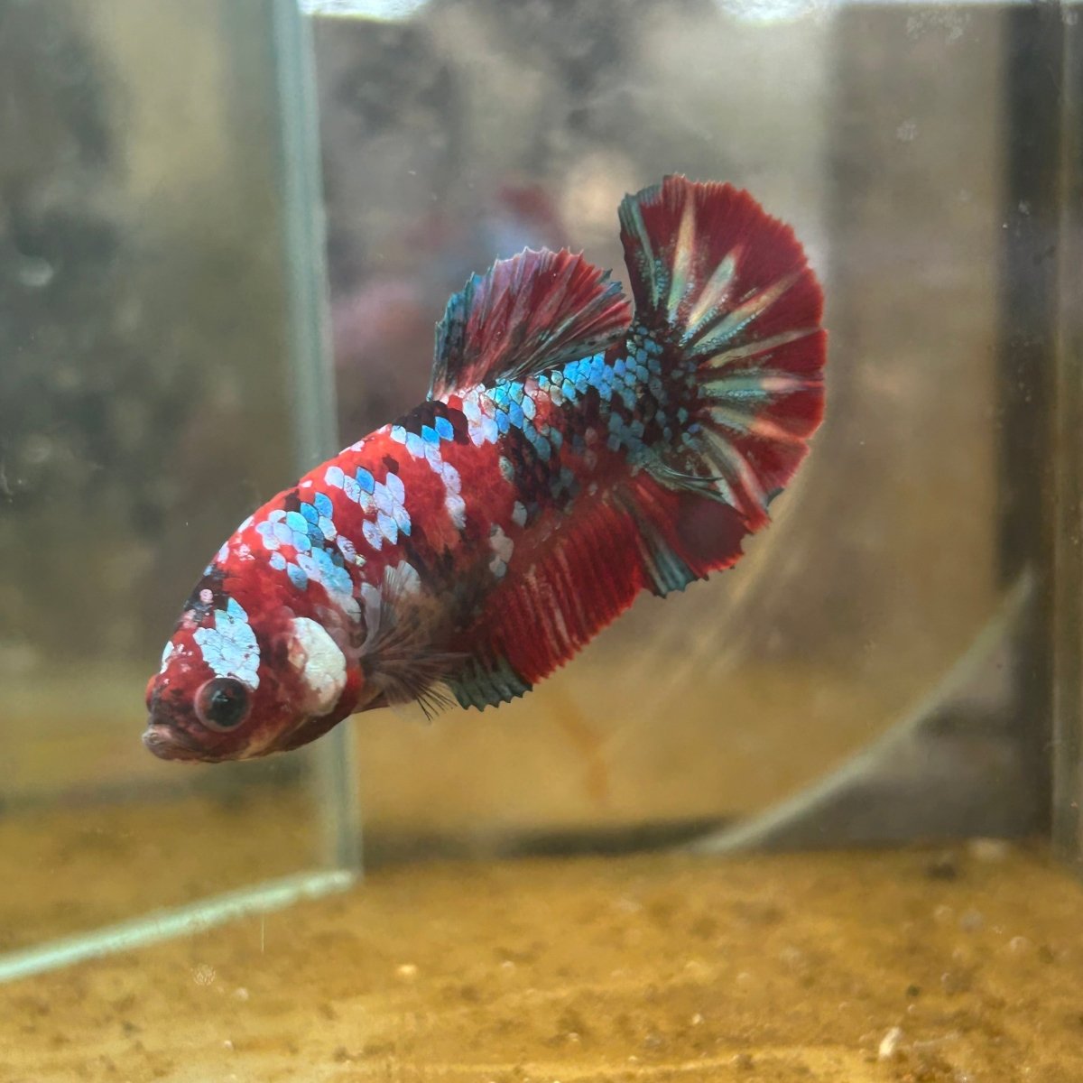 Plakat Red Koi Galaxy Female Betta 090 Female betta