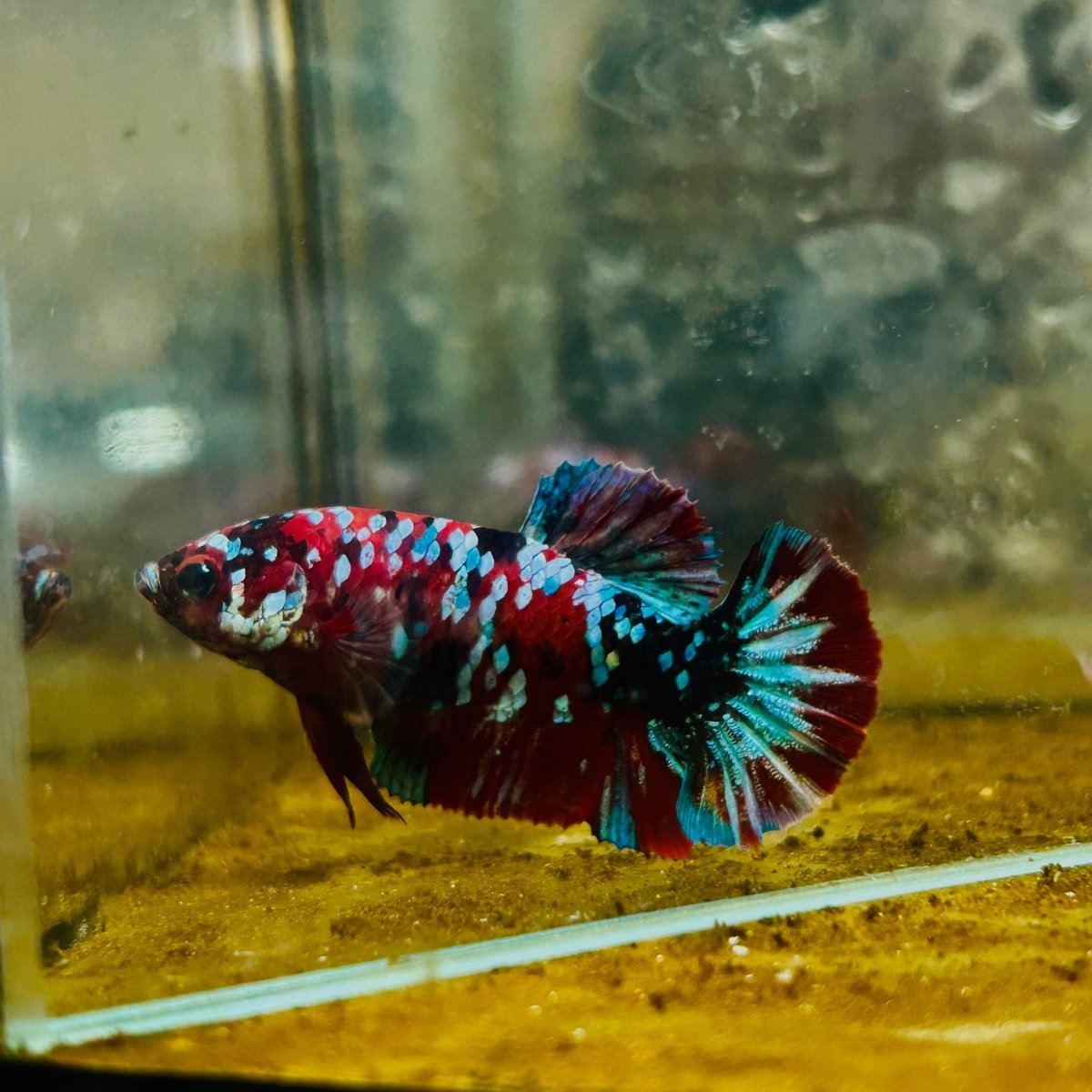 Plakat Red Koi Galaxy Female Betta 090 Female betta