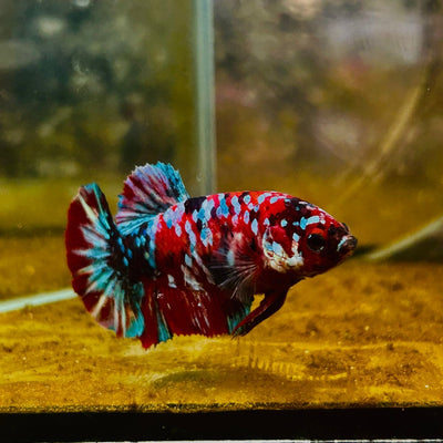 Plakat Red Koi Galaxy Female Betta 090 Female betta