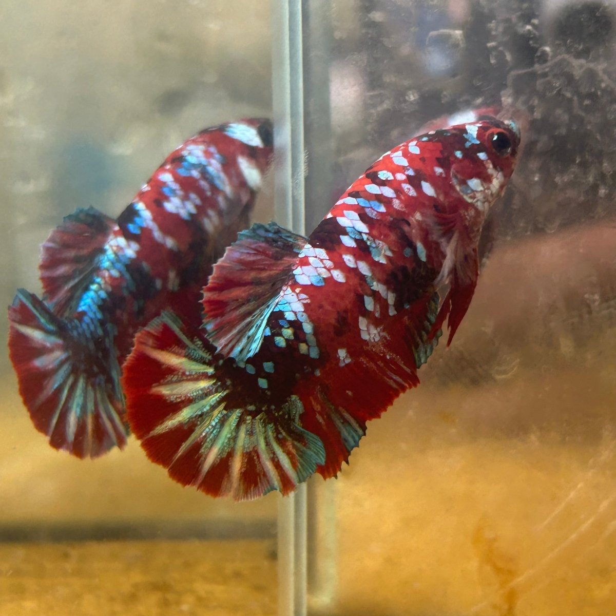 Plakat Red Koi Galaxy Female Betta 090 Female betta