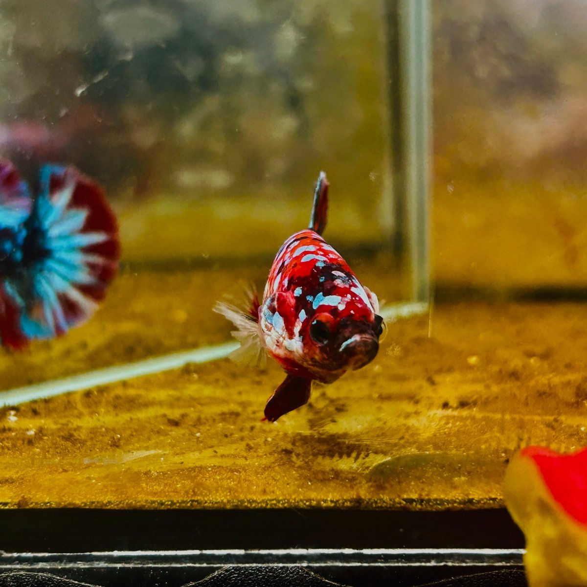Plakat Red Koi Galaxy Female Betta 090 Female betta