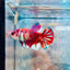 Plakat Red Koi Galaxy Female Betta 162 Female betta